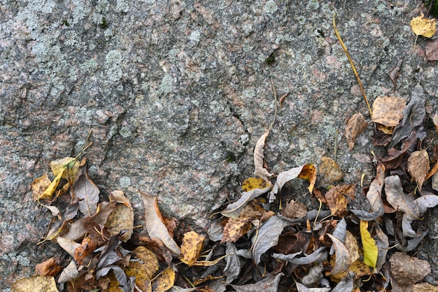 Beau vieux mur de pierre avec des feuilles d'automne