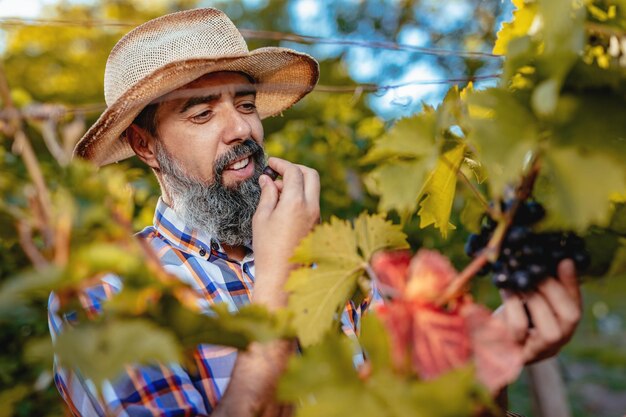 Beau vigneron barbu avec chapeau de paille déguste des raisins noirs dans un vignoble.