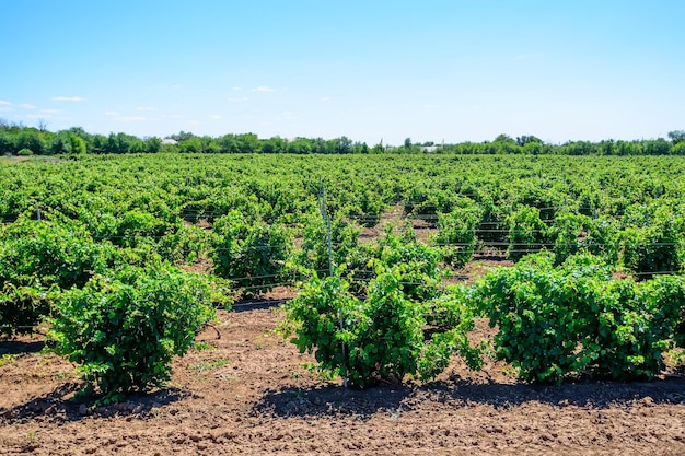 Beau vignoble aux beaux jours