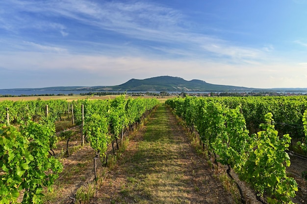 Beau vignoble sur une journée ensoleillée région viticole de Moravie du Sud Palava République Tchèque