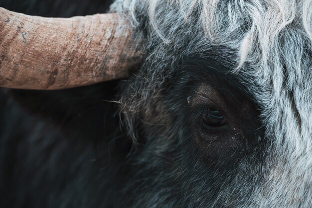 Beau yak noir sur la ferme de fond