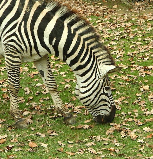 un beau zèbre dans le zoo safari