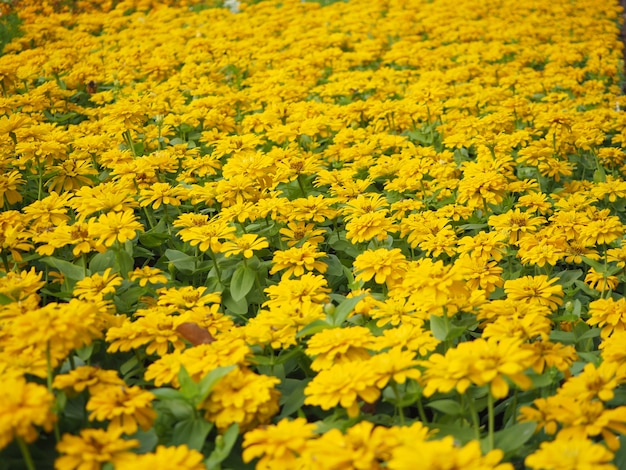 Beau zinnia jaune