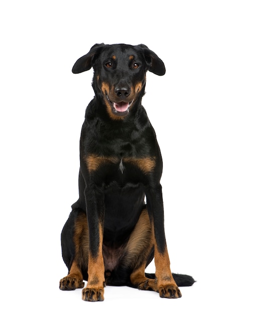 Beauceron à 18 mois.