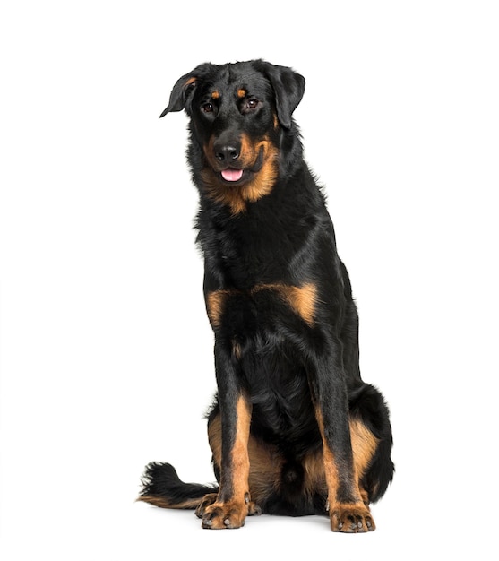 Beauceron assis sur fond blanc