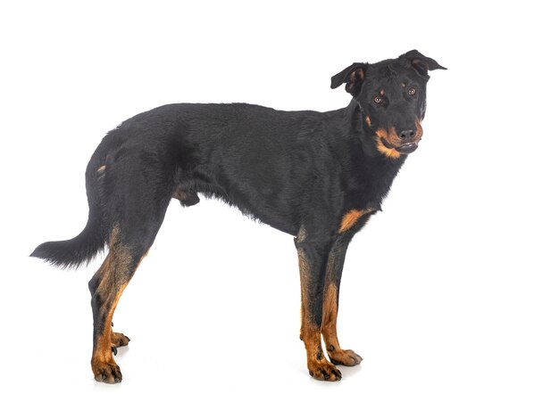 Beauceron