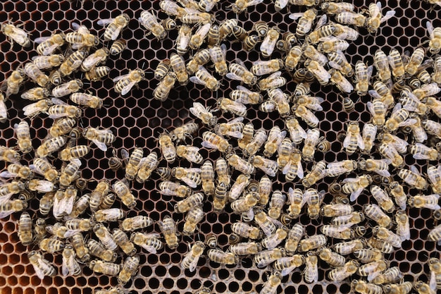 Beaucoup d'abeilles dans le gros plan de la ruche