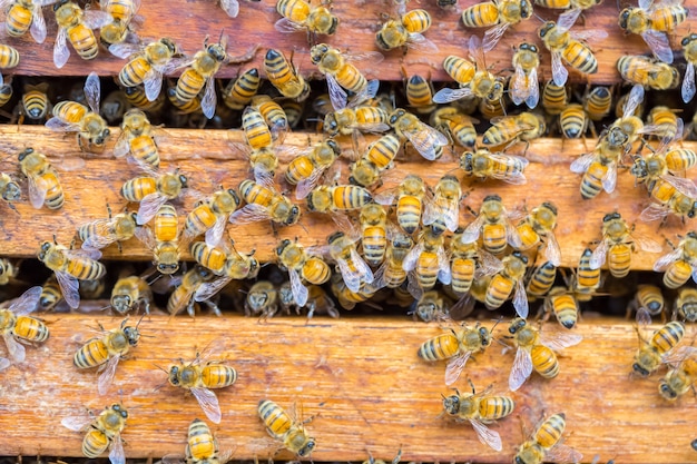 Beaucoup d&#39;abeilles sur fond de nid d&#39;abeille