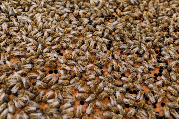 Beaucoup d'abeilles gros plan Les abeilles sont des insectes