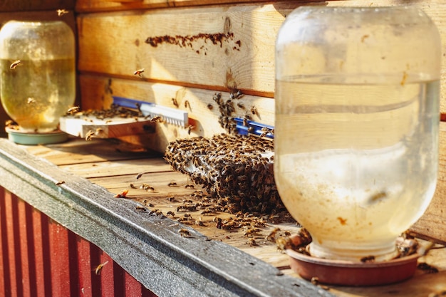 Beaucoup d'abeilles en gros plan, rucher. Abeilles à l'extérieur.