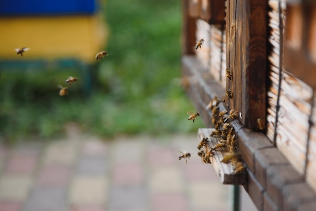 Beaucoup d'abeilles retournent à la ruche et entrent dans la ruche avec du nectar floral et du pollen de fleurs collectés Essaim d'abeilles récoltant le nectar des fleurs Miel de ferme biologique sain