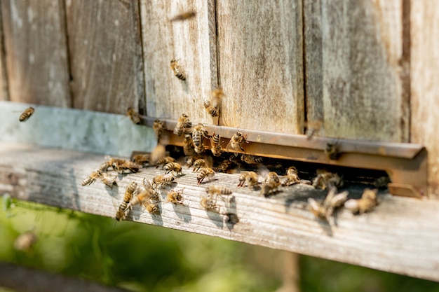 Beaucoup d'abeilles retournent à la ruche et entrent dans la ruche avec le nectar floral collecté