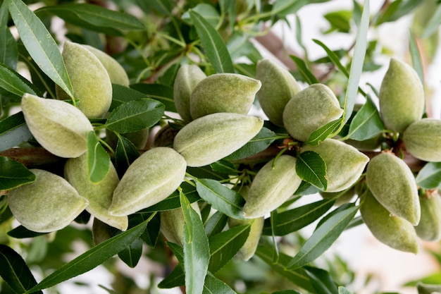 Beaucoup d&#39;amandes pendent d&#39;un arbre