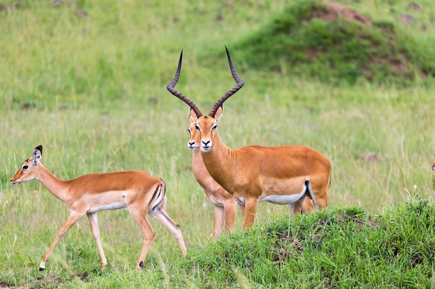 Photo beaucoup d'antilopes impala dans le paysage herbeux de la savane kenyane