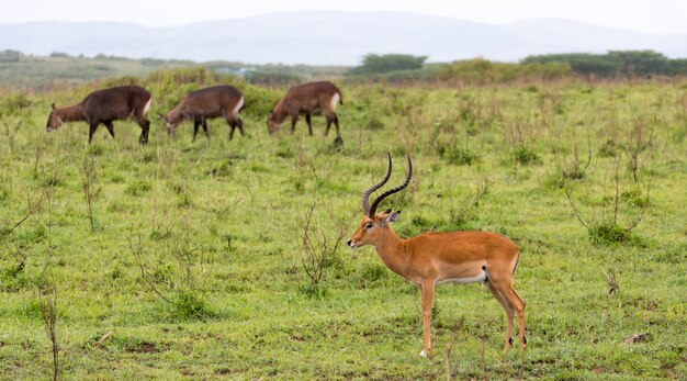 Beaucoup d'antilopes Impala dans le paysage herbeux de la savane