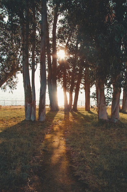 Beaucoup d'arbres et un coucher de soleil