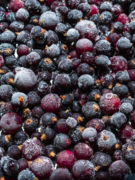 Beaucoup de baies noires et roses de groseille avec givre et glace, vue de dessus, gros plan.