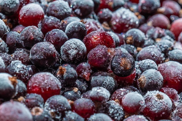 Beaucoup de baies noires et roses de groseille avec givre et glace, vue de dessus, gros plan.