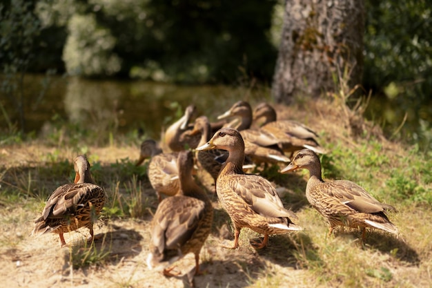 Beaucoup de beaux canards gris sauvages dans la forêt près du lac à l'extérieur