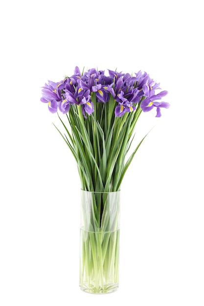 Beaucoup de beaux iris. Bouquet isolé