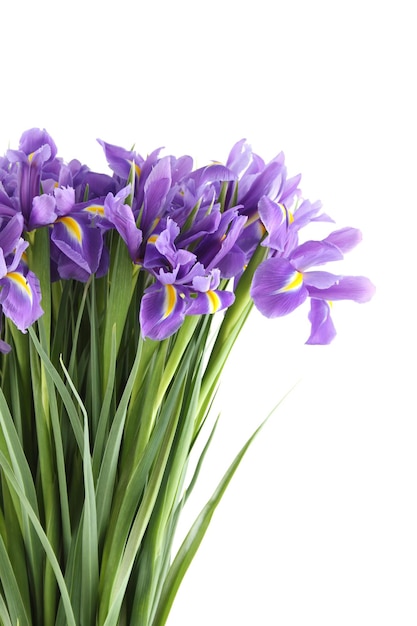 Beaucoup de beaux iris. Bouquet isolé