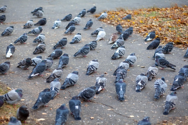 Beaucoup de beaux pigeons sont assis sur l'asphalte dans le parc de la ville. Gros plan de pigeons en automne sur la place du parc. Les oiseaux dans le froid attendent la nourriture des gens.