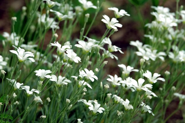 Beaucoup de belles fleurs de champ de jaskolka vivaces fleurissent dans la vue latérale du jardin d'été