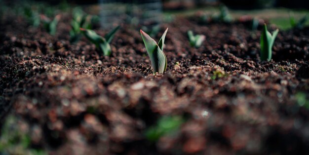 Beaucoup de belles graines de plantation fleurissent dans le champ Le printemps brille le soleil brille