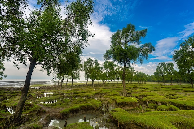 Beaucoup de belles mini collines verdâtres et de drains d'eau salée vue sur la plage de Guliakhali Muradpur Sitakunda Chittagong