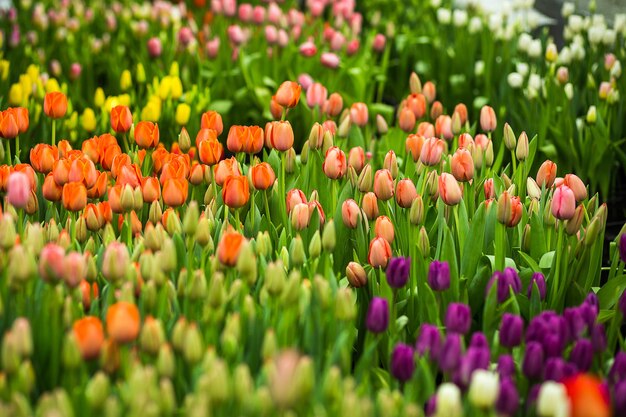 Beaucoup de belles tulipes multicolores poussant dans la serre au printemps comme concept de fleurs