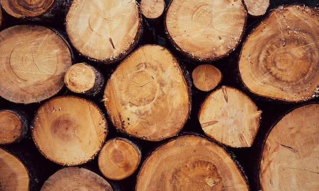 Beaucoup de billes coupées. Large bannière ou malles en bois panoramiques. Gros plan des journaux d'arbres dans la nature