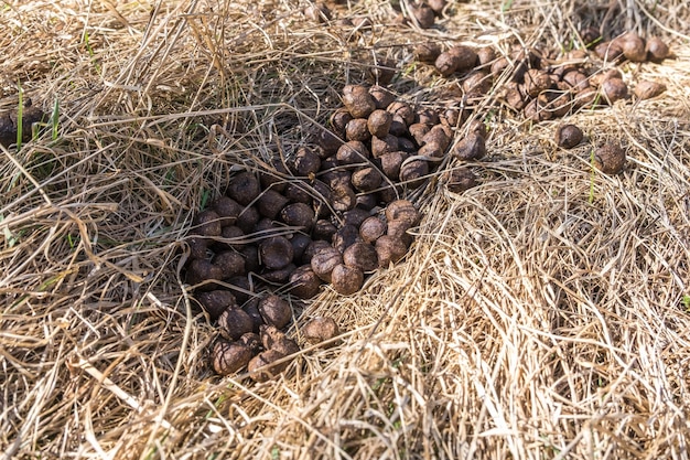 Beaucoup de boules de bouse d'orignal ou de cerf sur l'herbe sèche