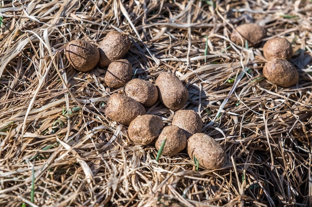 Beaucoup de boules de bouse d'orignal ou de cerf sur l'herbe sèche