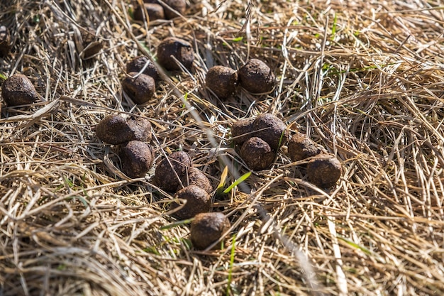 Beaucoup de boules de bouse d'orignal ou de cerf sur l'herbe sèche