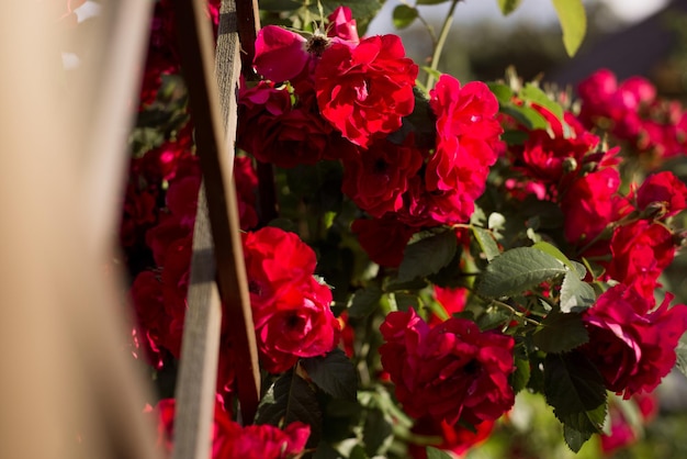 Beaucoup de boutons de roses rouges en gros plan Le concept de jardinage floristique paysage design