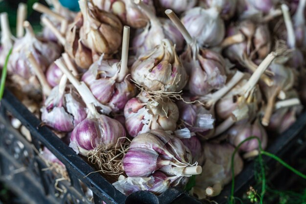 Beaucoup de bulbes d'ail italien violet blanc sur l'affichage à vendre à un marché de producteurs en plein air