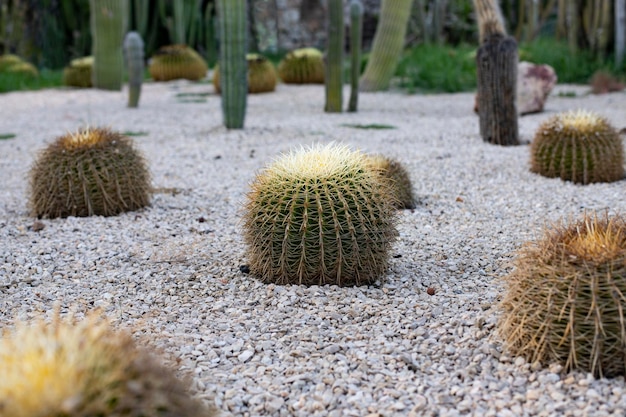 Photo beaucoup de cactus différents paysage avec cactus ronds macro