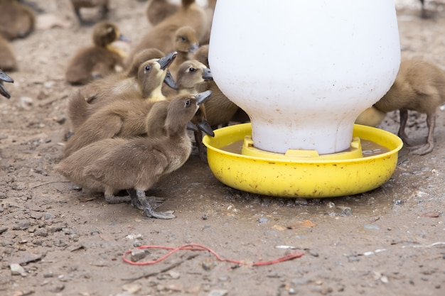 Beaucoup de canards ont faim.