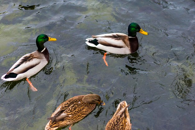 Beaucoup de canards sauvages migrateurs sur la glace près de l'absinthe avec de l'eau sur un étang gelé