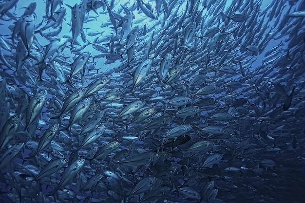 beaucoup de Caranx sous-marin / grand troupeau de poissons, monde sous-marin, système écologique océanique