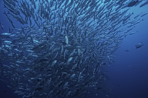 beaucoup de Caranx sous-marin / grand troupeau de poissons, monde sous-marin, système écologique océanique