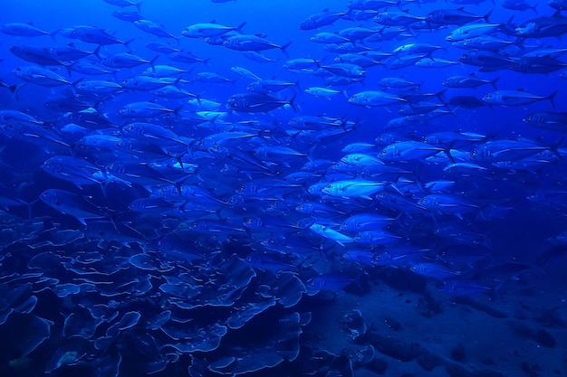 beaucoup de Caranx sous-marin / grand troupeau de poissons, monde sous-marin, système écologique océanique