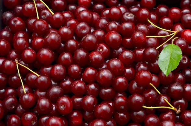 Photo beaucoup de cerises fraîches mûres baies d'été gros plan