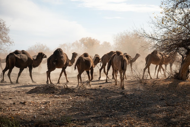 Photo beaucoup de chameaux à paître dans la nature chameaux dans le désert de kyzylkum en ouzbékistan