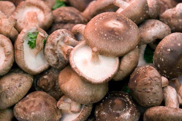 Photo beaucoup de champignons frais