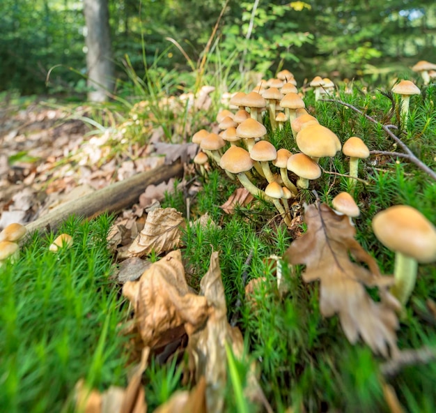 beaucoup de champignons