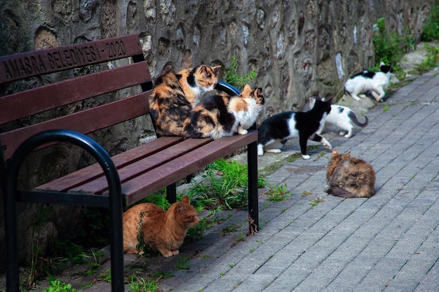 Photo beaucoup de chats de rue sont assis sur un banc dans la rue d'une ville turque