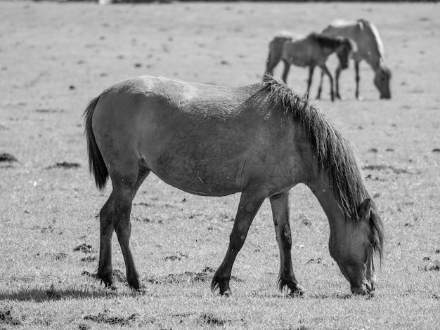 beaucoup de chevaux sauvages