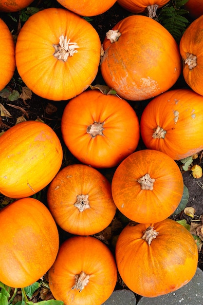 Beaucoup de citrouilles de différentes formes et couleurs empilées