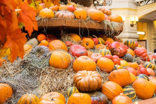 Beaucoup de citrouilles d'halloween orange colorées sur une pile de foin ou de paille en journée ensoleillée